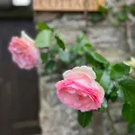 Rose Cottage Studio, Newton Ferrers