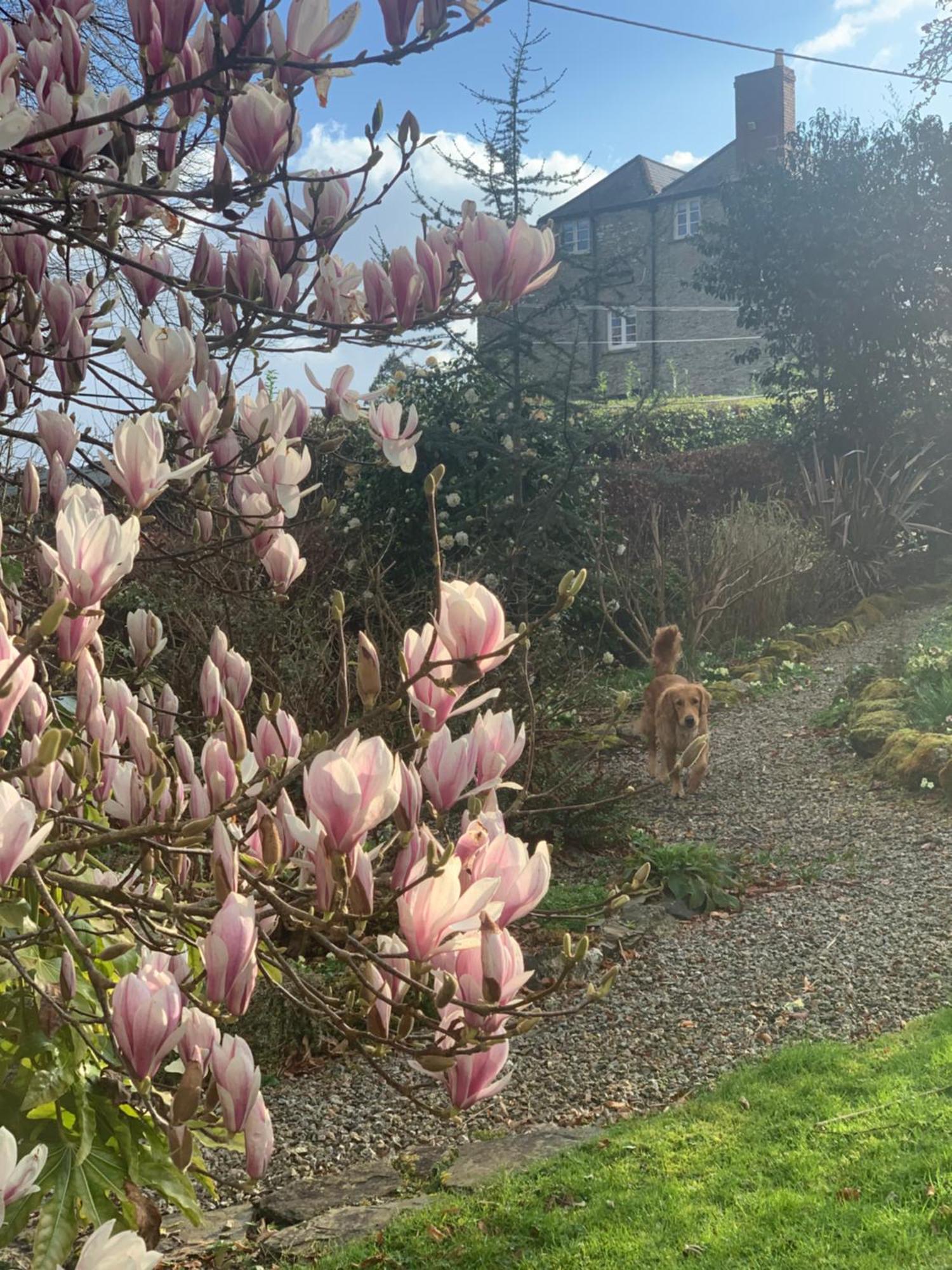 Apartment Maristow Cottages, Overlook Tamar Valley Dartmoor