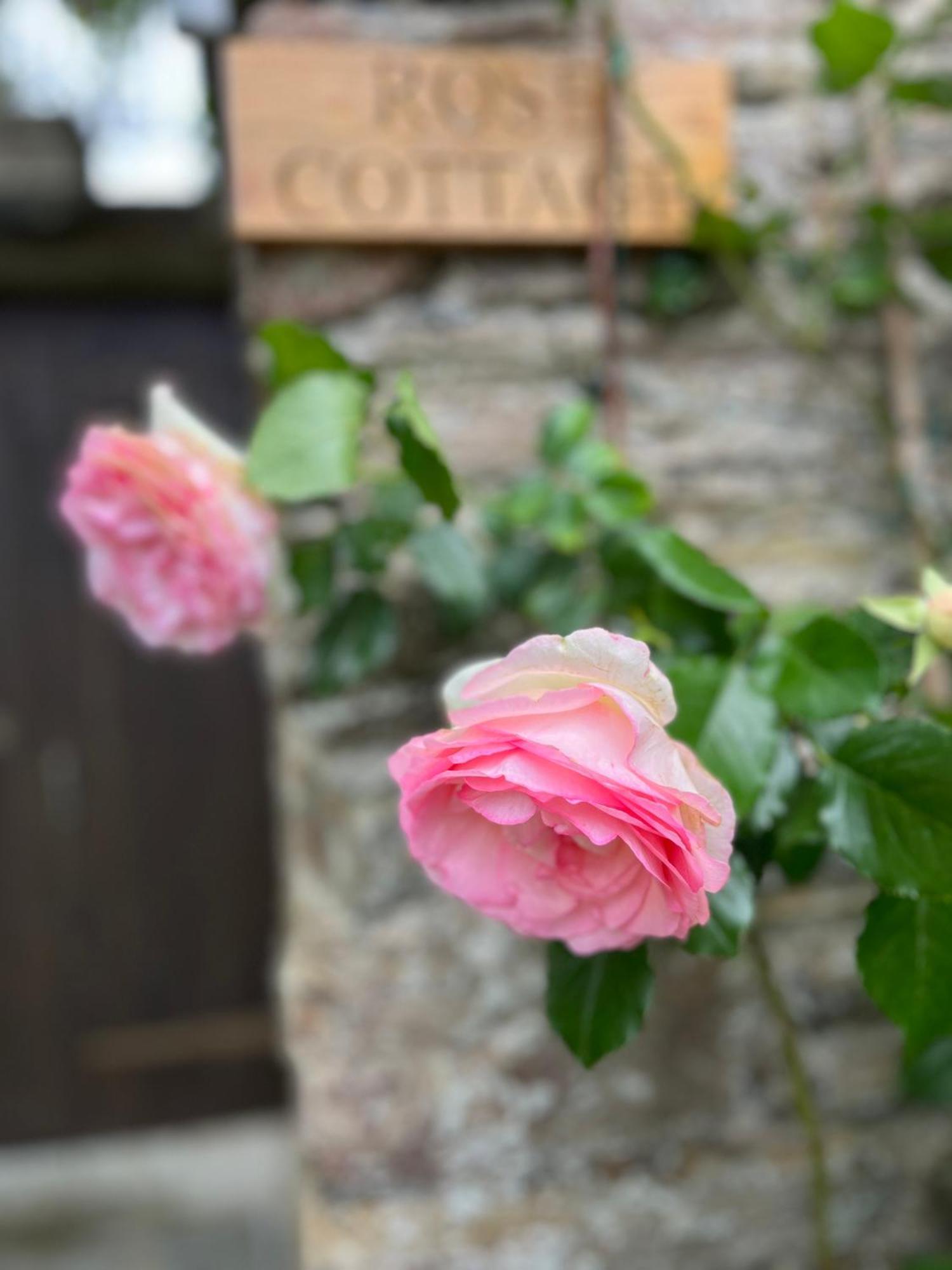 Rose Studio, Newton Ferrers Plymouth
